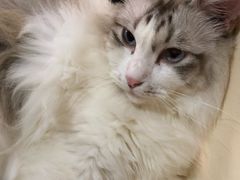 -李小姐の猫咖啡馆(五角场店)