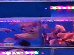 -清平路水族市场