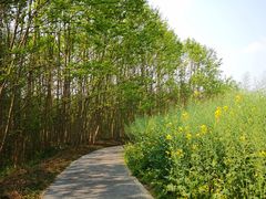 -桤木河湿地公园