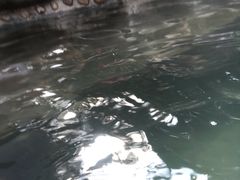 -花水湾第一村温泉大酒店