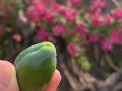 -呀路古热带植物园
