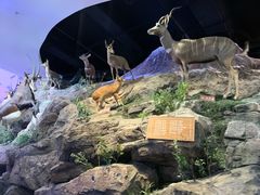 -陕西自然博物馆