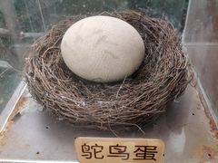 -成都动物园