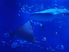 -烟台海昌鲸鲨海洋公园