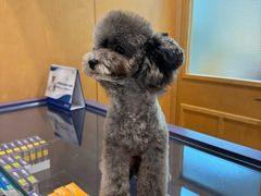 -帕帕拉兹宠物(亚洲旗舰店)