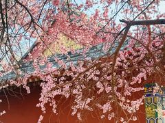 -桃花堤公园