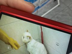 -美联众合爱康动物医院•复杂内科•肿瘤科•牙科•腔镜诊疗中心