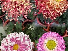 -北京世界花卉大观园