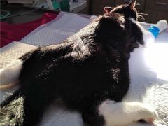-艾贝尔宠物医院·24H转诊中心·肿瘤猫专科(江宁双龙店)
