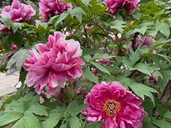 -国家植物园南园