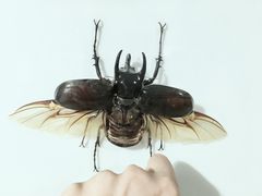 -上海昆虫博物馆