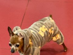 -和它·交个朋友·狗咖猫咖(爱琴海店)