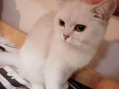 -猫爪屋猫咖(乐汇城店)
