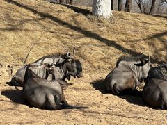 -北京野生动物园
