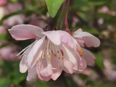 -新虹桥中心花园