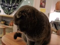 -平行世界·猫咖(首经贸店)
