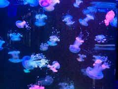 -梦幻海洋王国(吾悦广场张家港店)