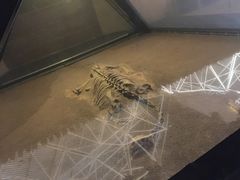 -世界恐龙谷景区