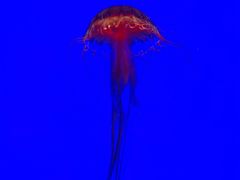 -上海海洋水族馆