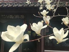 -上海醉白池公园