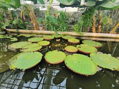 -国家植物园南园