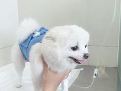 -康旭宠物医院(郑州总院)