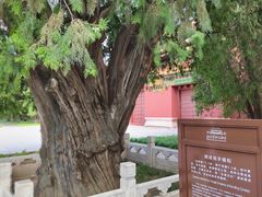 -北京市劳动人民文化宫(太庙)