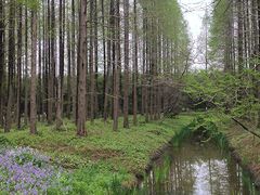 -黄海国家森林公园