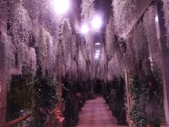 -正佳雨林生态植物园