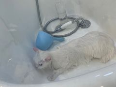 -momokira米努特·德文卷毛猫·棉花面纱犬
