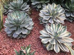 -呀路古热带植物园