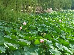 -莲池书院博物馆