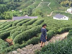 -十八棵（老龙井）御茶园(老龙井店)