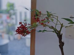 -素咫咖啡CLIFEROSE