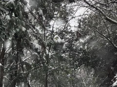 -午潮山国家森林公园