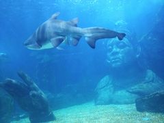 -暹罗海洋世界