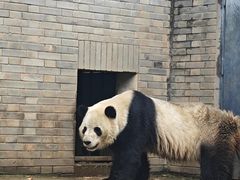 -都江堰中华大熊猫苑
