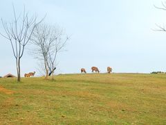 -良渚古城遗址公园