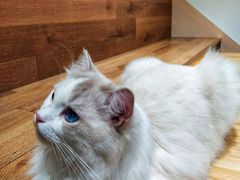-瞄一喵猫咖(格力海岸店)