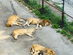 -大连森林动物园