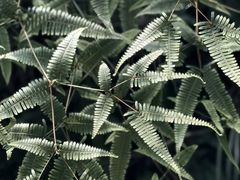 -芦仙山景区-飞越丛林探险乐园