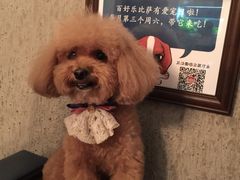 -百好乐宠物友好餐厅(朝外大街店)