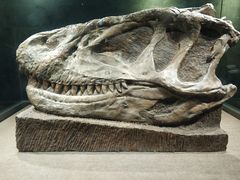 -自贡恐龙博物馆