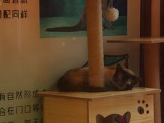 -猫咪博物馆(顶澳仔猫街店)