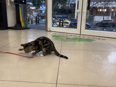 -艾贝尔宠物医院 ·中兽医·宠保定点(北门桥店)