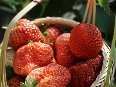 -昌平兴寿秀秀草莓采摘园