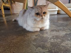 -喵屿·大理花园猫咖