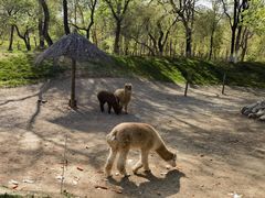 -北京野生动物园