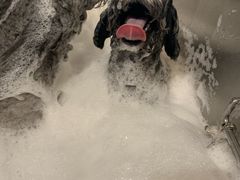 -PETKIT小佩宠物·低压洗护(国顺东路店)