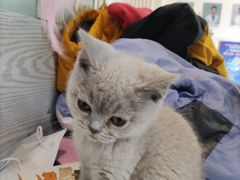 -纳吉亚猫专科动物医院·北北分院